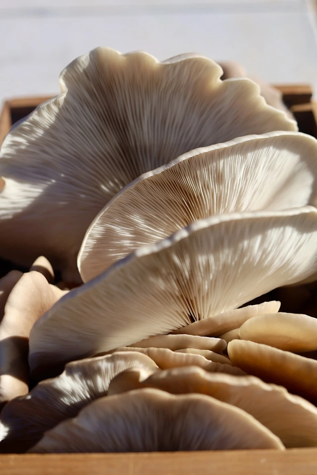Musrum Mushroom Growing Hub - Your Complete Mushroom Cultivation Resource